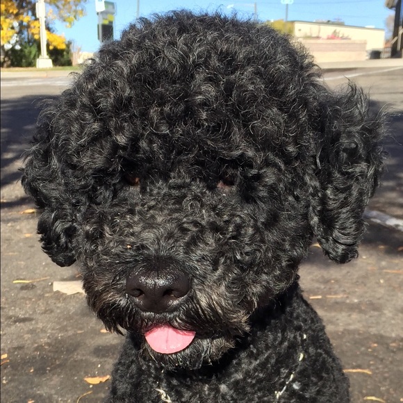 Meet your Posher, Suzy - Picture 1 of 1