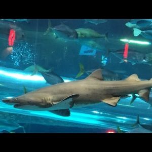 Meet your Posher, Eva