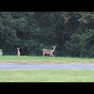 Meet your Posher, Frances