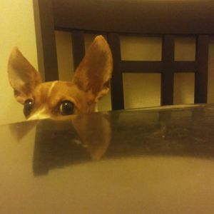 Meet your Posher, Ari