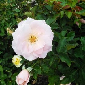 Meet your Posher, Benji