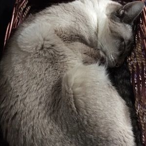 Meet your Posher, Sydney