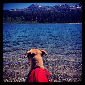 Meet your Posher, Jennie