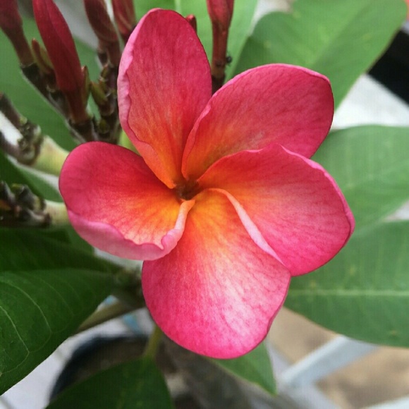 Meet your Posher, Amanda - Picture 1 of 1