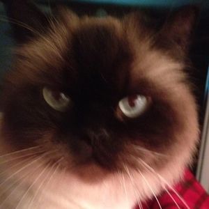 Meet your Posher, Karlotta