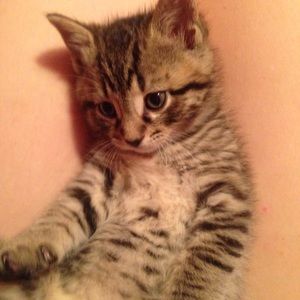 Meet your Posher, Pamela