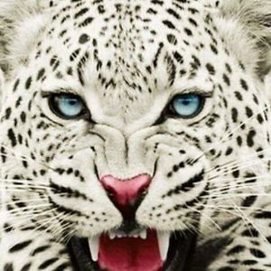 Meet your Posher, Robin