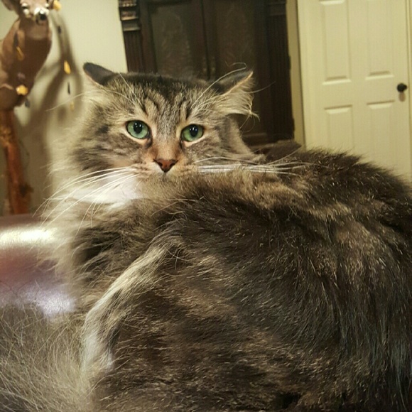 Meet your Posher, Cody - Picture 1 of 1