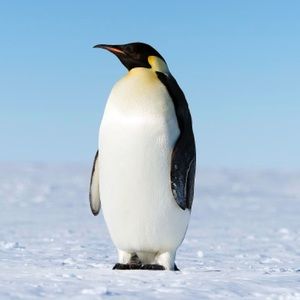 Meet your Posher, Peyton