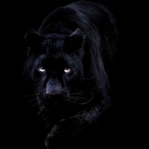 Meet your Posher, Austin