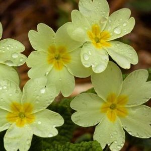 Meet your Posher, Sophie