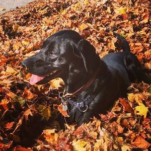 Meet your Posher, Sam