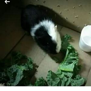 Meet your Posher, William