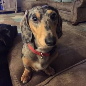 Meet your Posher, April