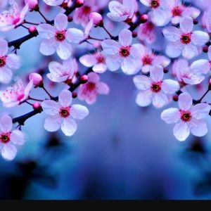 Meet your Posher, Mia