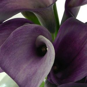 Meet your Posher, Janelle