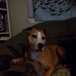 Meet your Posher, Mandy