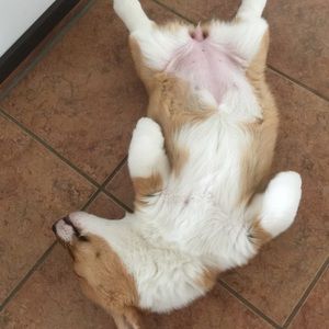 Meet your Posher, Loye