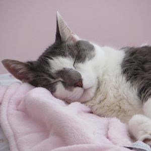 Meet your Posher, Diane