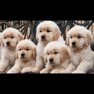 Meet your Posher, Tara