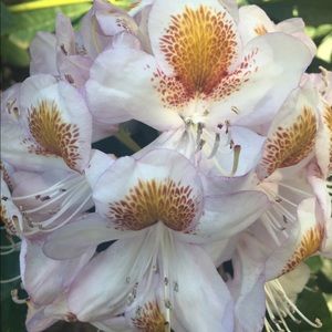 Meet your Posher, Maia