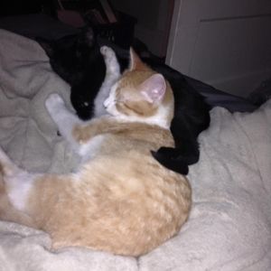 Meet your Posher, Chelsea