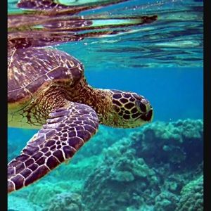 Meet your Posher, Beatriz