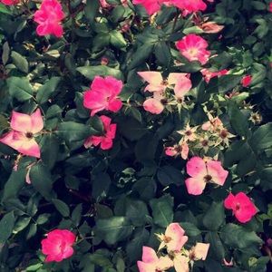 Meet your Posher, Ally