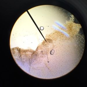 Meet your Posher, Kelsey