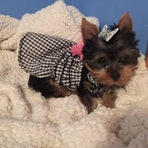 Meet your Posher, Maureen