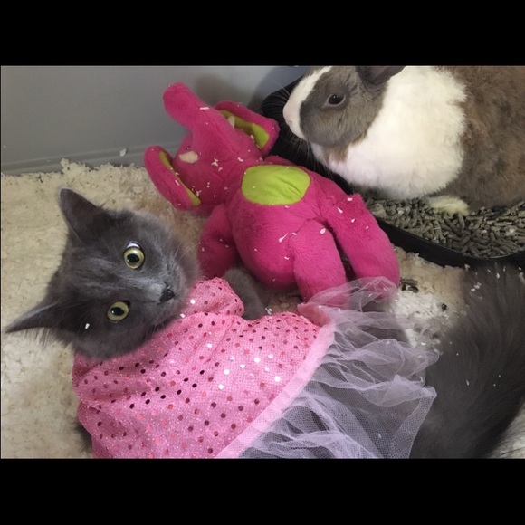 Meet your Posher, Lindsey - Picture 2 of 4