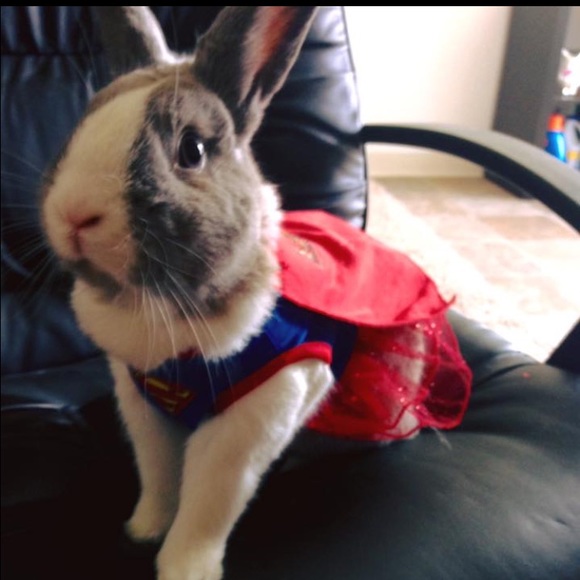 Meet your Posher, Lindsey - Picture 4 of 4