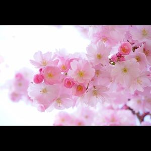 Meet your Posher, Latisha