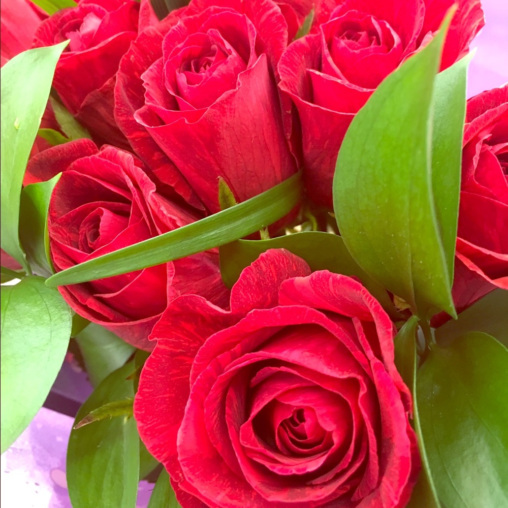 Meet your Posher, Rose