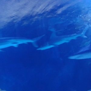 Meet your Posher, Hira