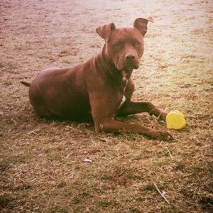 Meet your Posher, Brock