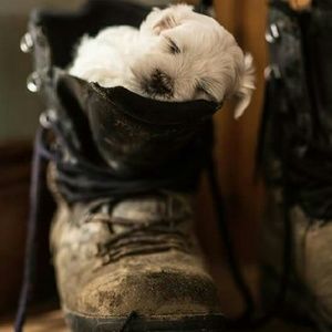 Meet your Posher, Priya