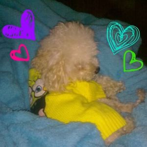 Meet your Posher, Isabella