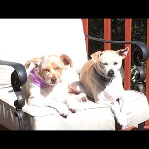 Meet your Posher, Ellen