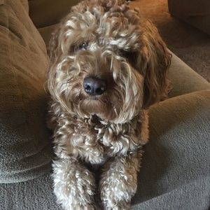 Meet your Posher, Paula