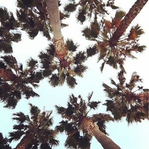 Meet your Posher, Rose