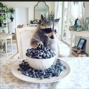 Meet your Posher, Liz