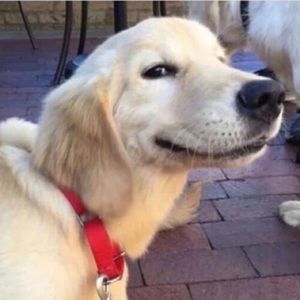 Meet your Posher, Patrick