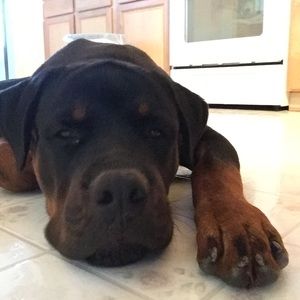 Meet your Posher, Matthew