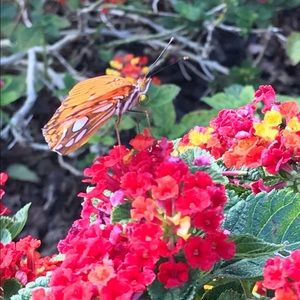 Meet your Posher, Yaneth