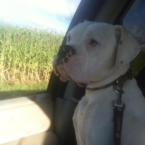 Meet your Posher, Amanda