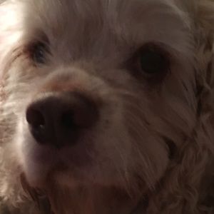 Meet your Posher, Morales