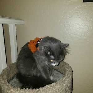 Meet your Posher, Blake