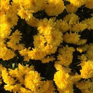 Meet your Posher, Kaylie