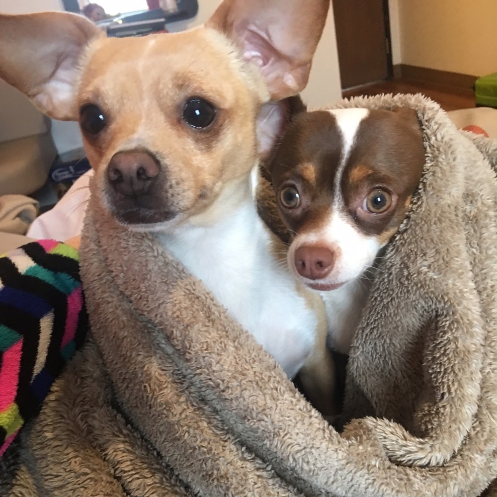 My fur babies!